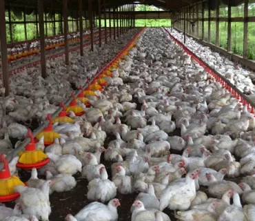 ئەنفلۆنزای باڵندە لە پارێزگاكانی عێراق بڵاوبووەتەوەو بەهەزاران مریشك لەناوبراون