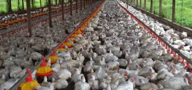 Bird flu spreads in Iraqi provinces and kills thousands