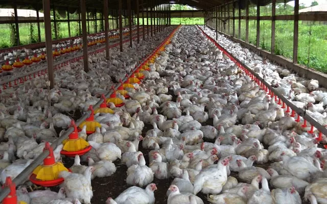 Bird flu spreads in Iraqi provinces and kills thousands