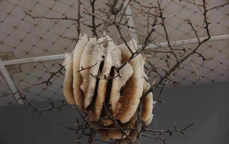 Li Sêwazê hingivê Koçgirî hat tomarkirin