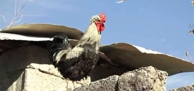 كەڵەشێر هێلكە دەكات