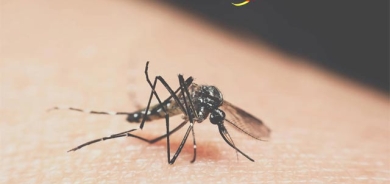 رێژەی قوربانیی مرۆڤ بە دەست گیاندارانەوە