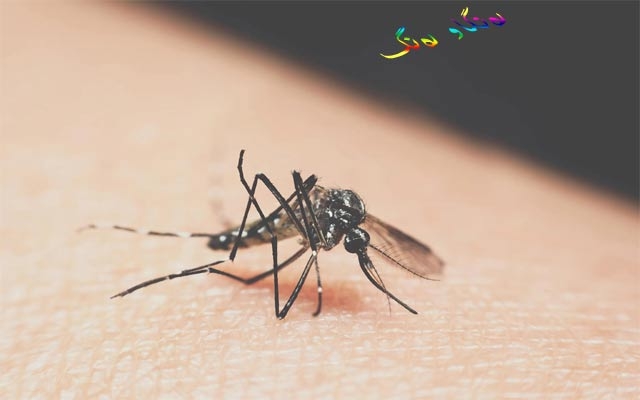 رێژەی قوربانیی مرۆڤ بە دەست گیاندارانەوە