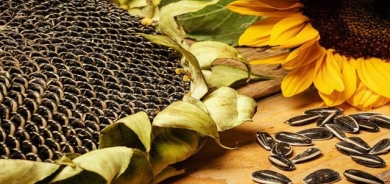 بەهای خۆراكی تۆوی  گوڵەبەڕۆژە