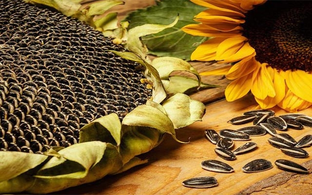 بەهای خۆراكی تۆوی  گوڵەبەڕۆژە