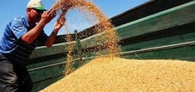 بغداد لم ترسل حتى الآن مستحقات فلاحي كوردستان عن محصول القمح