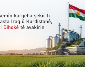 Yekemîn kargeha şekir li ser asta Iraq û Kurdistanê, li Dihokê tê avakirin