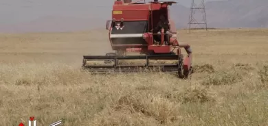 نرخی وەرگرتنی گەنمی جوتیاران دیاری کرا عێراق هەرێمی کوردستان هەولێر