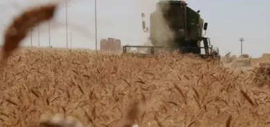 زراعة كوردستان : بسبب الجفاف وقلة الامطار .. انخفاض انتاج القمح الى النصف هذا العام