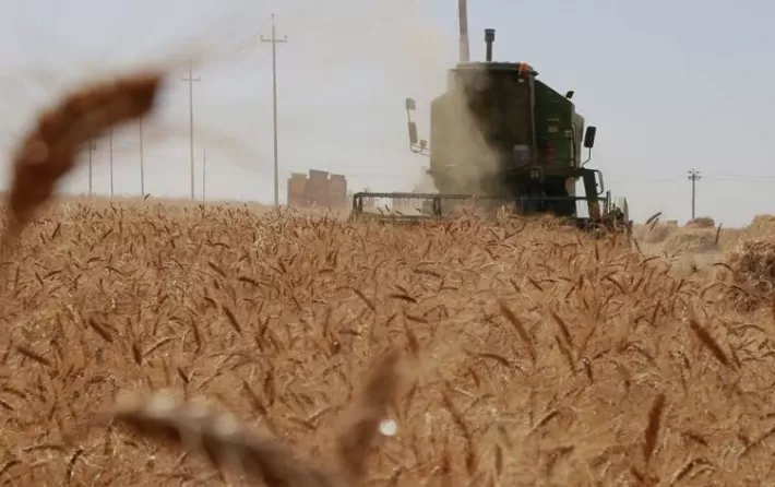 زراعة كوردستان : بسبب الجفاف وقلة الامطار .. انخفاض انتاج القمح الى النصف هذا العام