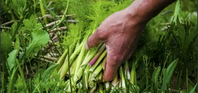 WÊNE - Berhevkirina 'Siyabo' li zozanên Feraşînê