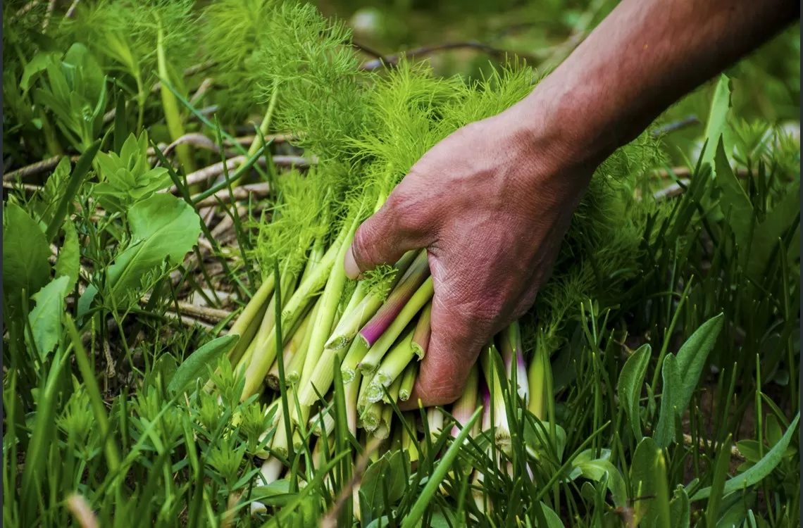 WÊNE - Berhevkirina 'Siyabo' li zozanên Feraşînê