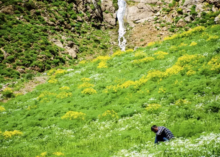 WÊNE - Berhevkirina 'Siyabo' li zozanên Feraşînê
