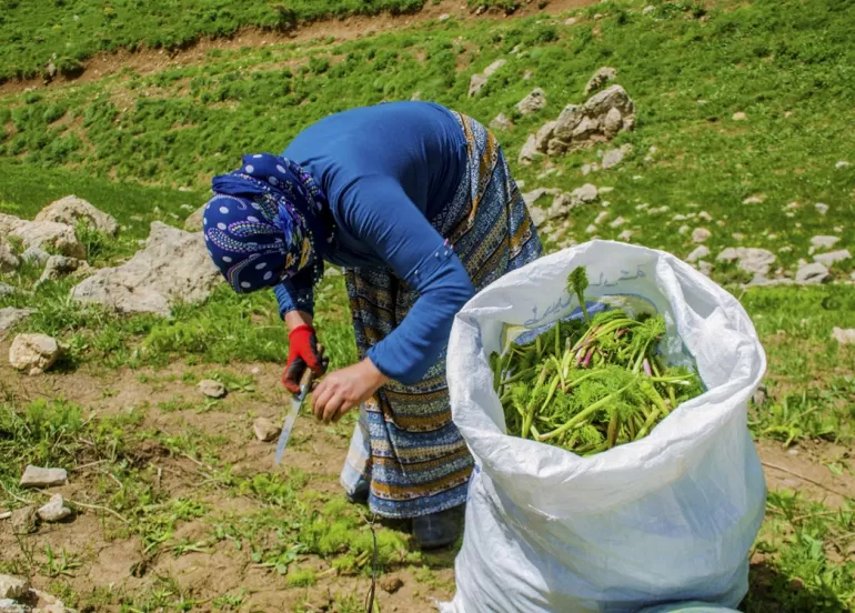WÊNE - Berhevkirina 'Siyabo' li zozanên Feraşînê