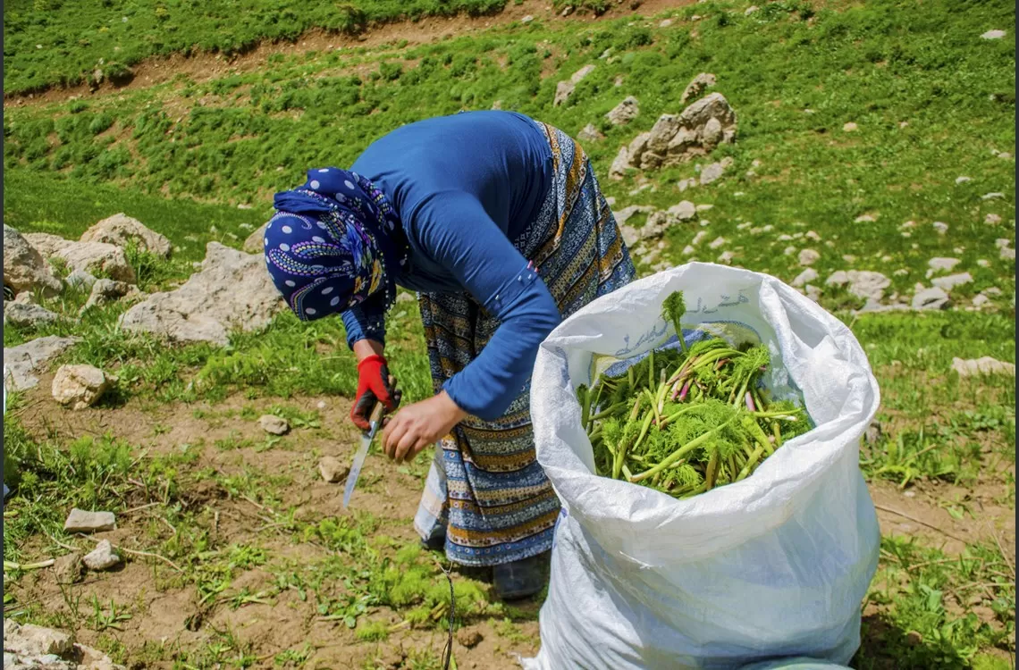 WÊNE - Berhevkirina 'Siyabo' li zozanên Feraşînê