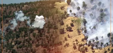 نائب : شركة تقطع الاشجار في إقليم كوردستان وتنقلها إلى تركيا