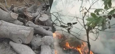 حكومة إقليم كوردستان: أبلغنا تركيا بإنهاء قطع الأشجار في المناطق الحدودية