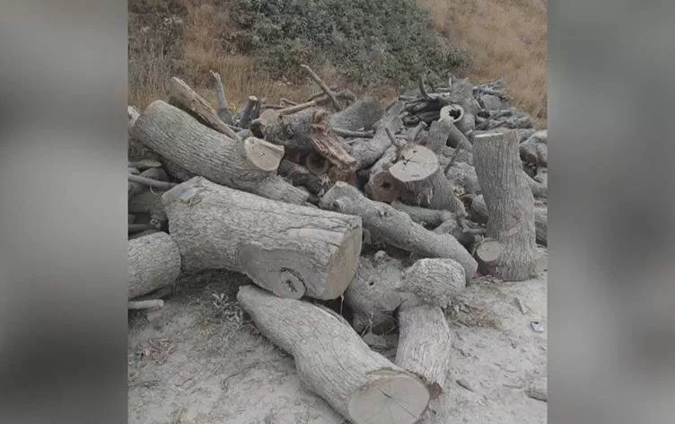 Hewlêr û Bexdayê bang li Tirkiyê kirin: Dawî li birîna daran bîne