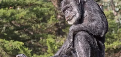 Pîrtirîn şempanzeyê cîhanê mir