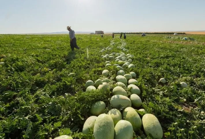 زراعة إقليم كوردستان : طلب كبير على منتجاتنا في الأسواق العراقية