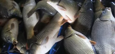 ما هو الفرق بين أسماك المزارع والأسماك البحرية؟