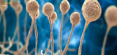 ڤایرۆسی كۆرۆنا و كەڕووی رەش