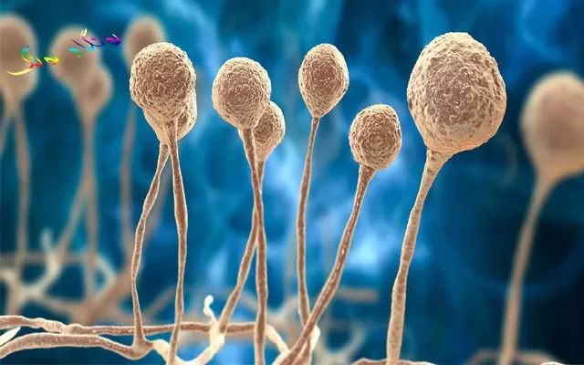 ڤایرۆسی كۆرۆنا و كەڕووی رەش