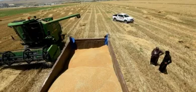 بدء استلام وتسويق محصول القمح في إقليم كوردستان