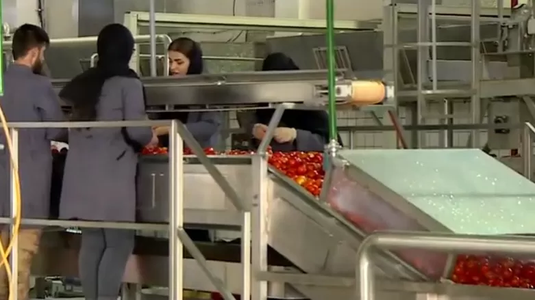 بدء تشغيل مصنع عصير الطماطم في حرير