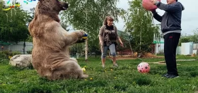 ماڵیكردنی ورچێكی كێوی