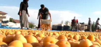 Li Meletiyê werza berhevkirina mişmişan destpê kir