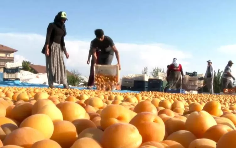 Li Meletiyê werza berhevkirina mişmişan destpê kir