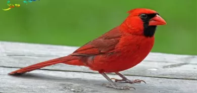 باڵندەی تووڕە