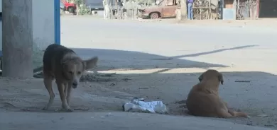 Li Rojavayê Kurdistanê kuçikên beredayî dibin sedema metirsiyê