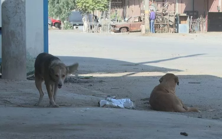 Li Rojavayê Kurdistanê kuçikên beredayî dibin sedema metirsiyê