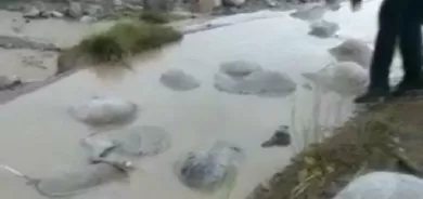 Wan- Ji ber lehiyê 400 serî pez mirin