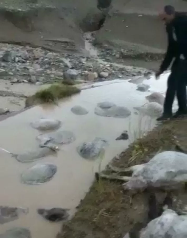 Wan- Ji ber lehiyê 400 serî pez mirin