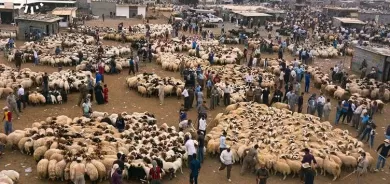 زراعة وبيطرة إقليم كوردستان تصدران تعليمات خاصة بذبح الأضاحي