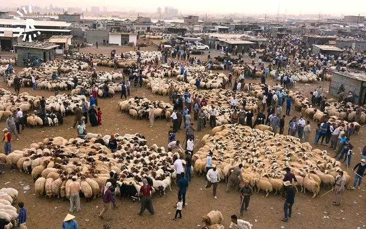 زراعة وبيطرة إقليم كوردستان تصدران تعليمات خاصة بذبح الأضاحي