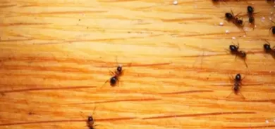 7 حيل طبيعية لمحاربة النمل في المنزل خلال الصيف!