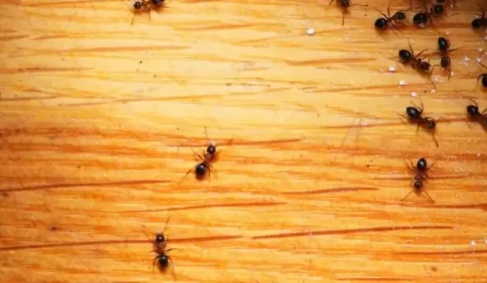 7 حيل طبيعية لمحاربة النمل في المنزل خلال الصيف!