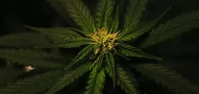 دراسة تكشف مفاجأة.. متى وأين بدأ تدخين 