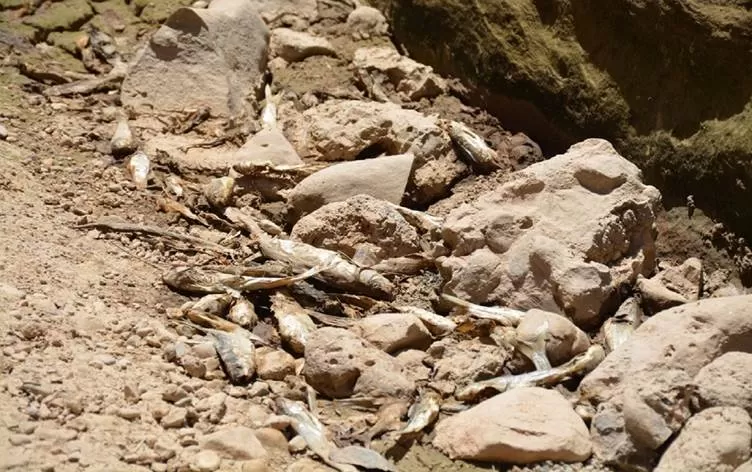 Çemê Bazamîrê li Şirnexê hişk bûye