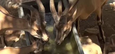 هاوڵاتییەك لە دەڤەری بارزان ئاوی خواردنەوە بۆ ئاژەڵە كێوییەكان دابین دەكات