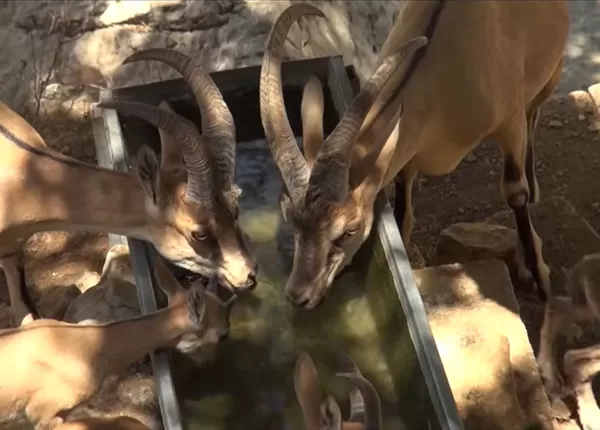 هاوڵاتییەك لە دەڤەری بارزان ئاوی خواردنەوە بۆ ئاژەڵە كێوییەكان دابین دەكات