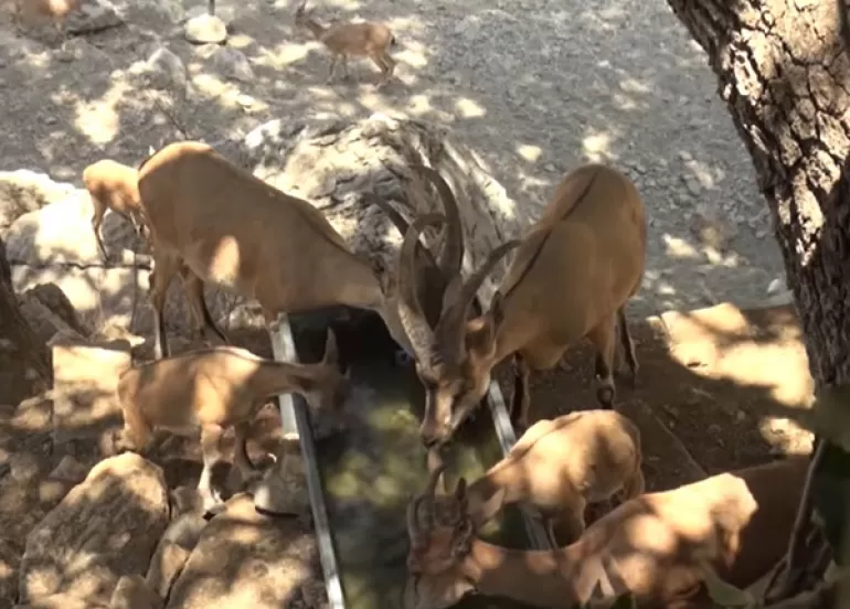 هاوڵاتییەك لە دەڤەری بارزان ئاوی خواردنەوە بۆ ئاژەڵە كێوییەكان دابین دەكات