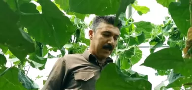 كوردستان ترسم بالدفيئة 