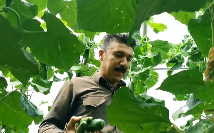 كوردستان ترسم بالدفيئة 