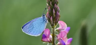 Herêma Gola Wanê mazûvaniya 230 cure perperokan dike