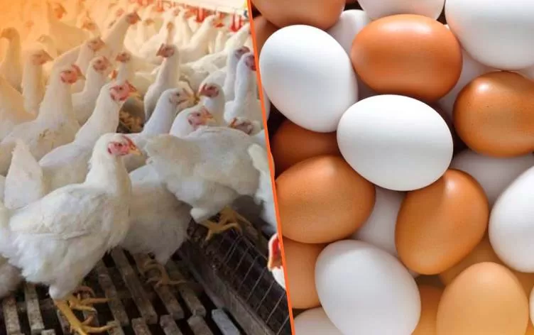 الزراعة العراقية  نقص البيض والدجاج بالاسواق سيتم تأمينه من إقليم كوردستان